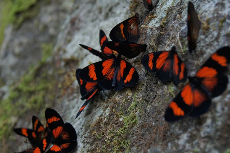 HD wallpaper: peru, cusco, animal themes, insect, animals in the wild ...