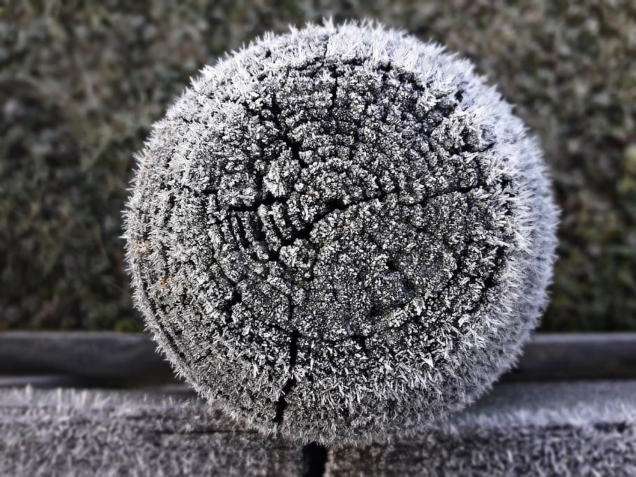 tree, peg, frost, snow, winter, wood, close-up, focus on foreground HD wallpaper