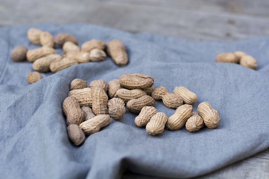 shallow focus photo of peanuts on blue textile, plant, vegetable