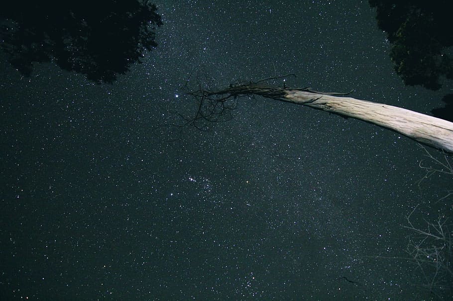 black, gray, night, sky, stars, trees, nature, no people, plant HD wallpaper