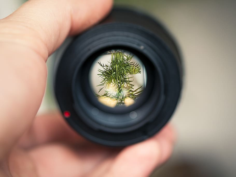 Person Holding Black Smartphone Camera Lens Capturing Green Plant in Selective Focus Photography HD wallpaper