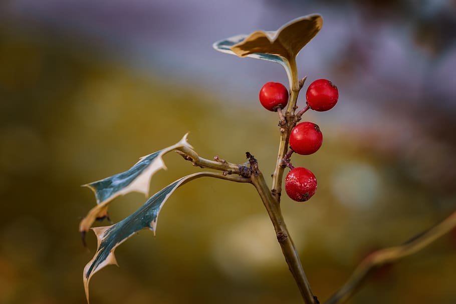 nature, fall, leaves, red, color, tree, natural, plant, fruit HD wallpaper