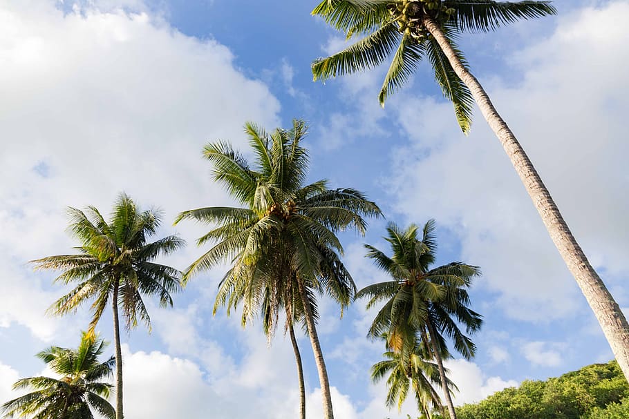 coconut, sky, beach, blue, coconut trees, palm, palm trees HD wallpaper