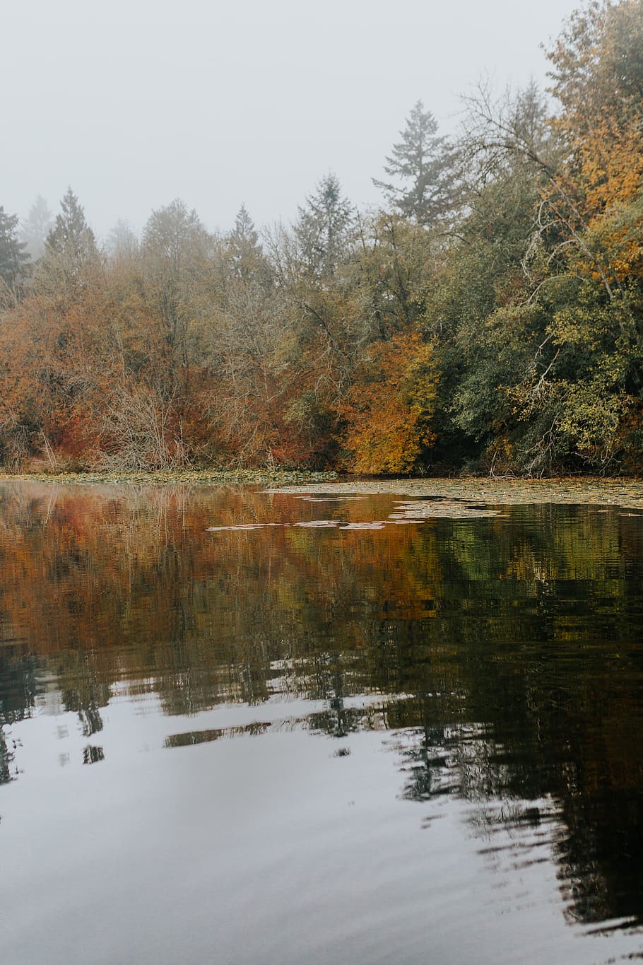 trees by the lake, nature, water, land, outdoors, plant, abies HD wallpaper