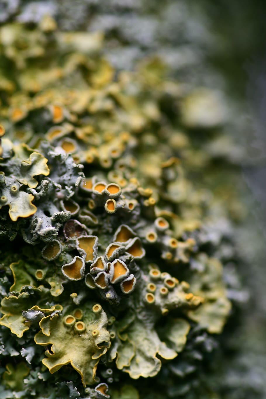 lichen, tree braid, nature, macro, detail, close up, close-up HD wallpaper
