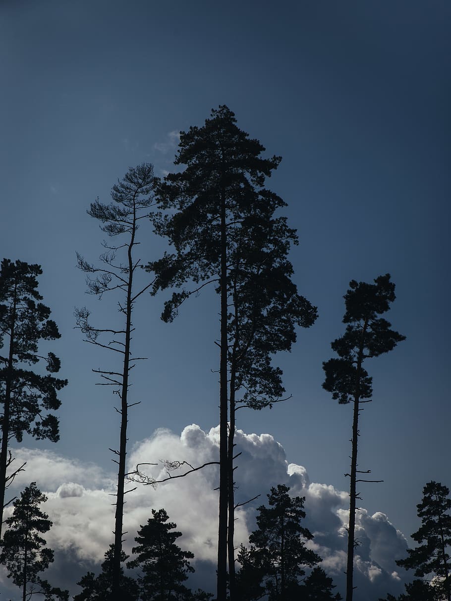 sweden, håcksvik, tree, plant, sky, low angle view, beauty in nature HD wallpaper