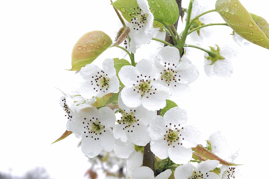 pear, flower, spring, beautiful, tree, a fruit garden, flowers HD wallpaper