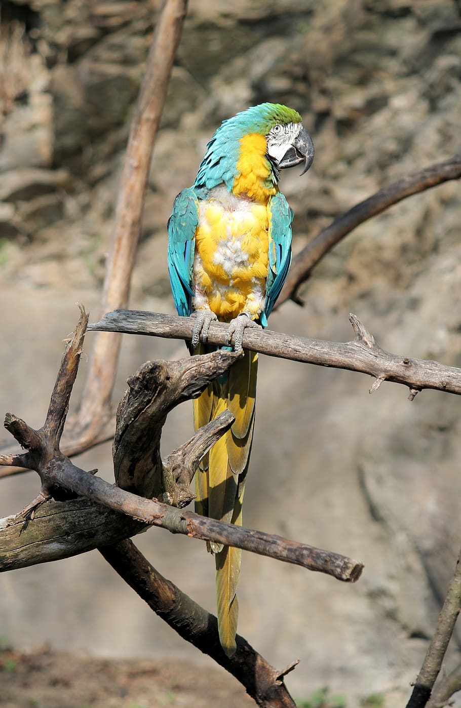 parrot, ara, bird, feather, colored, yellow, the yellow-green HD wallpaper