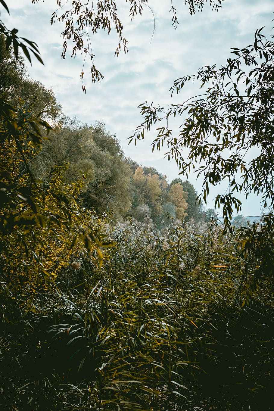swamp, forest, trees, bush, bamboo, lake, nature, green, plant HD wallpaper