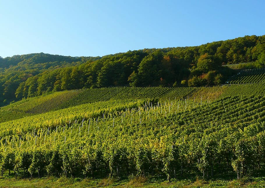 greenery, plants, tree, nature, growth, field, tranquility HD wallpaper