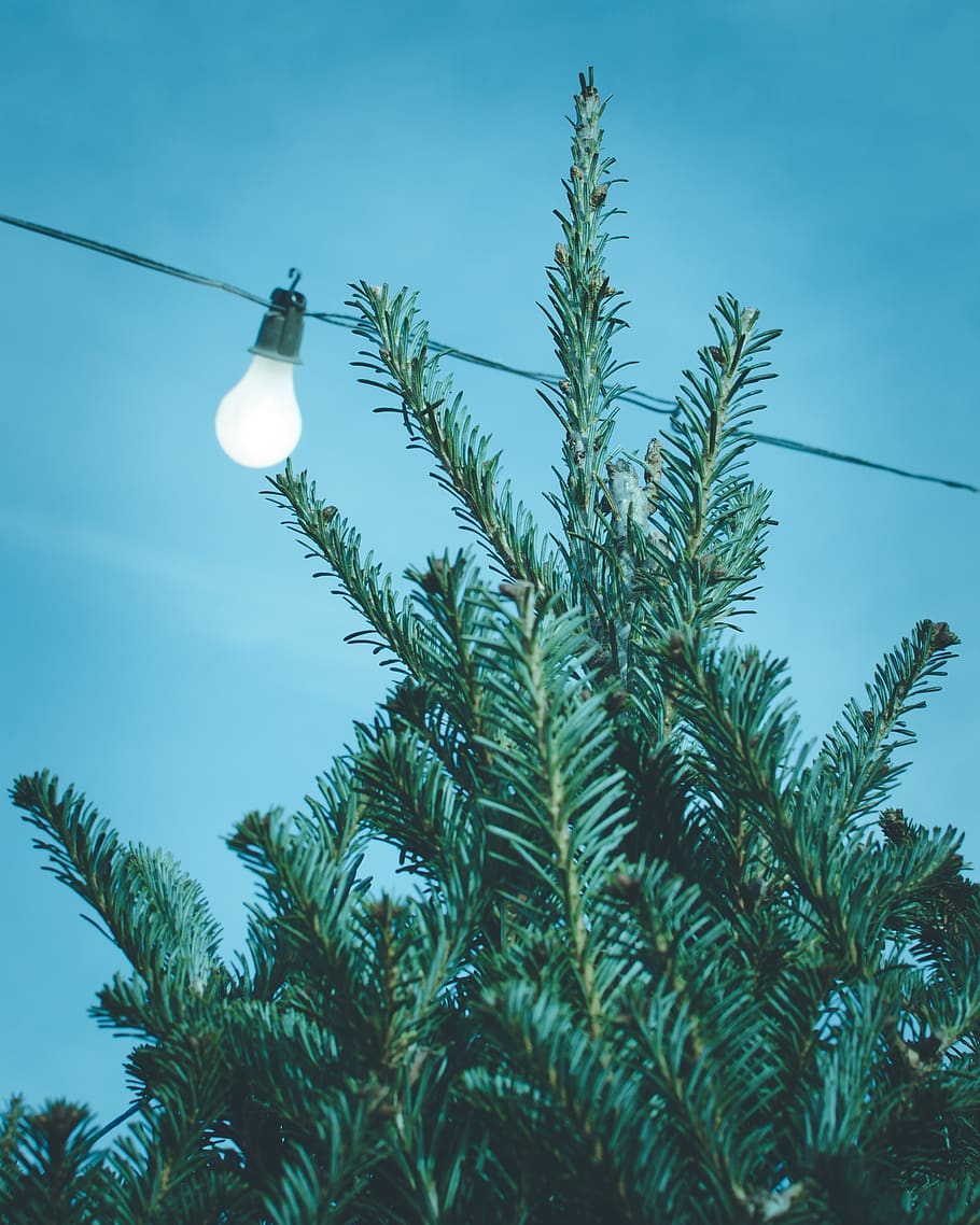 blue, sky, tree, light, bulb, wire, electricity, plant, low angle view HD wallpaper