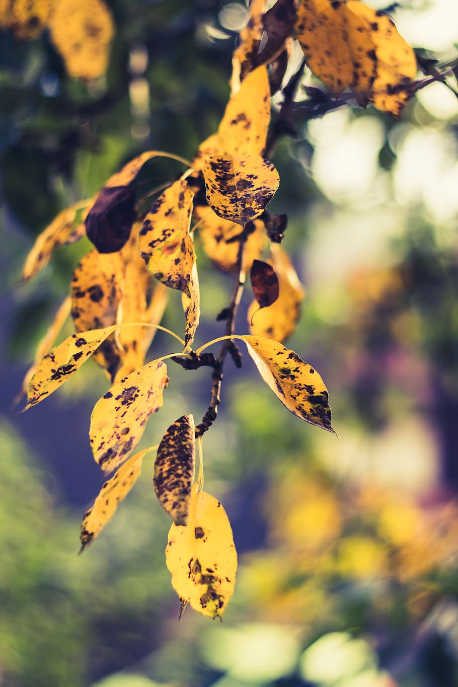 leafs, fall, autumn, tree, yellow, green, plant, focus on foreground HD wallpaper