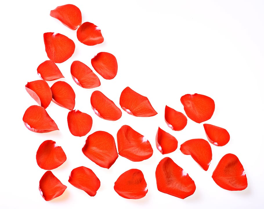 con2011, rose, petals, white background, red, studio shot, indoors HD wallpaper