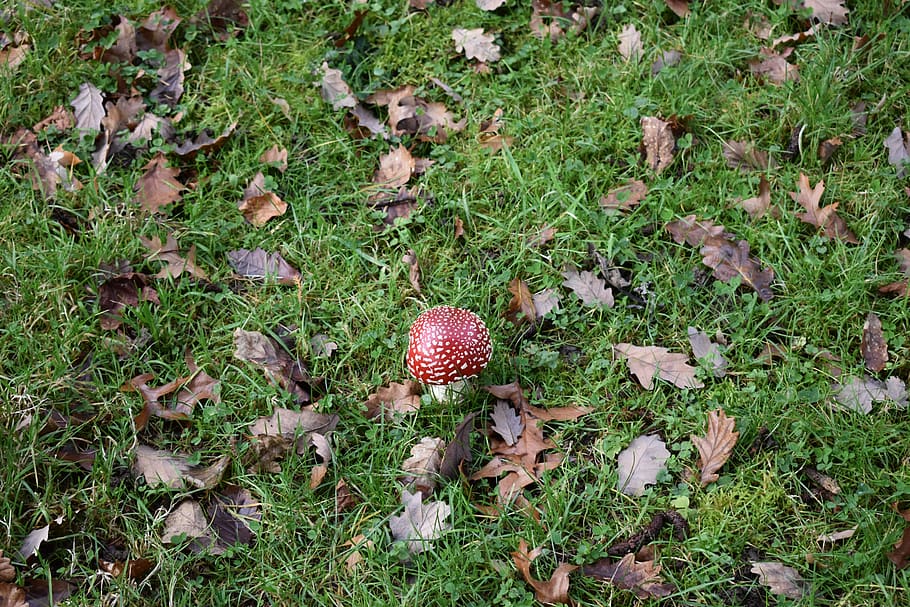 fungus, forest, fall, nature, mushrooms, autumn, field, land HD wallpaper