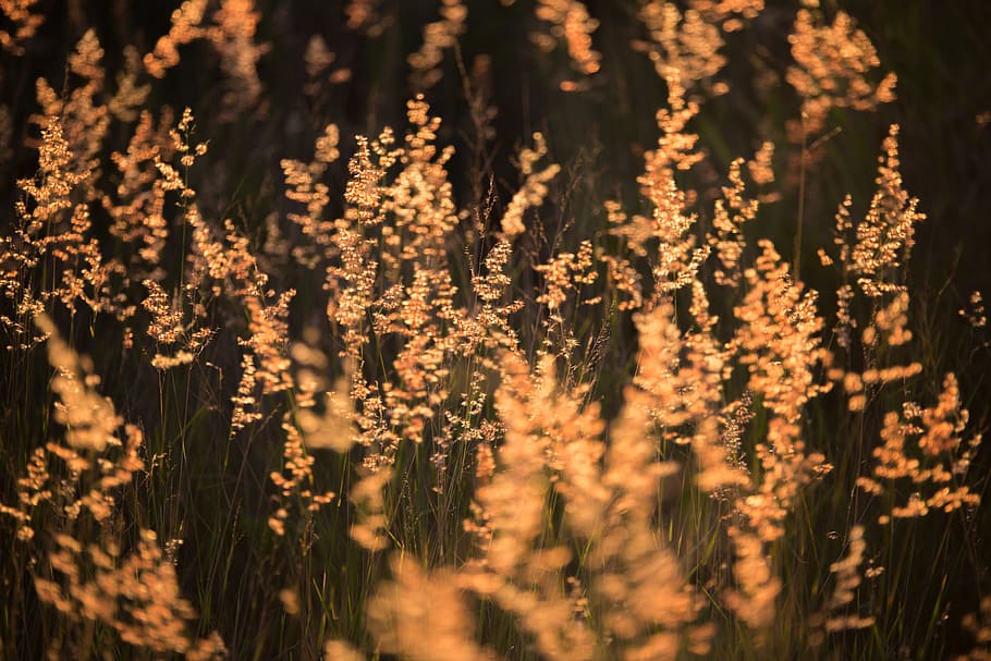 Brown Grass in Selective Color Photography, blooming, blur, colors HD wallpaper
