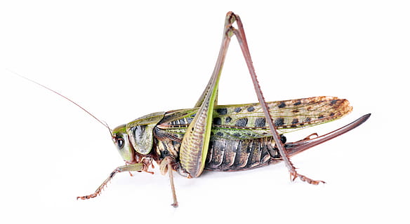 antenna, bug, copyspace, grasshopper, green, indoors, insect HD wallpaper