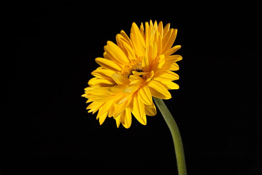 beautiful, red, gerbera, stem, isolated, black, closeup, flower HD wallpaper