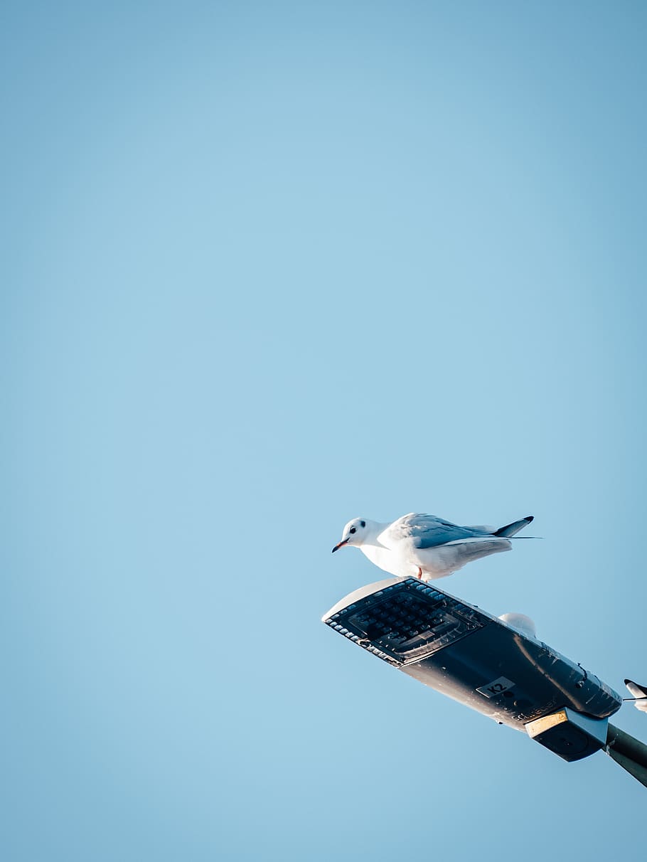 white seagull perching on light post during daytime, bird, vertebrate HD wallpaper