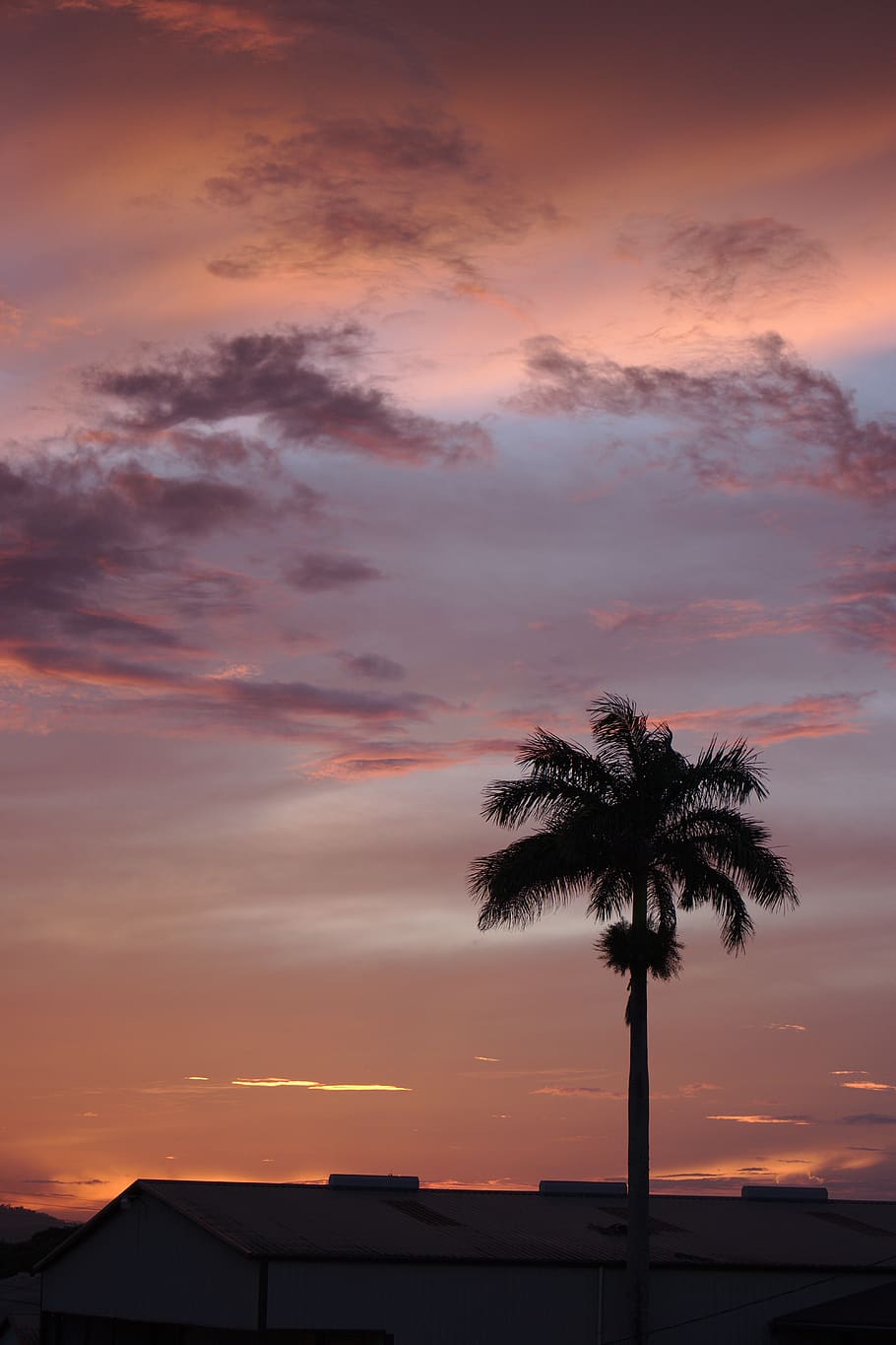 sunset, palm, tropical, exotic, summer, sky, mood, landscape HD wallpaper