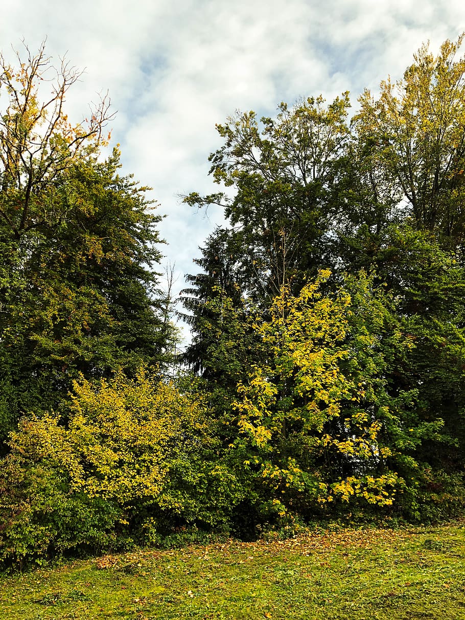 switzerland, zürich, plant, tree, growth, beauty in nature HD wallpaper