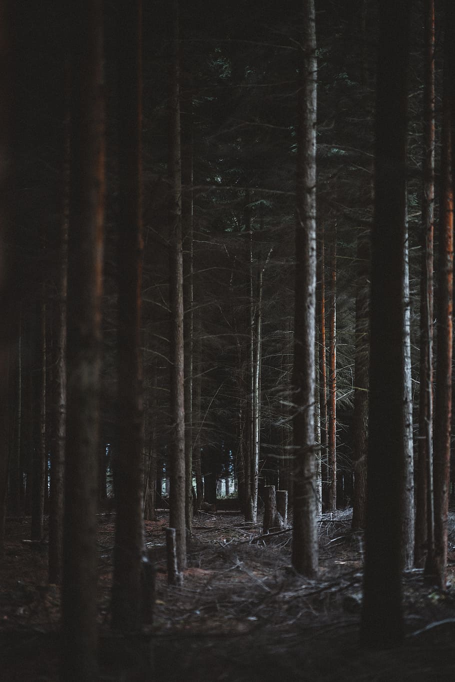 forest during nighttime, tree, path, dark, light, woodland, autumn HD wallpaper