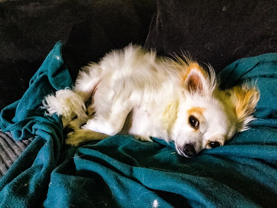 adorable, cute, couch, sofa, chihuahua, dog, one animal, pets HD wallpaper