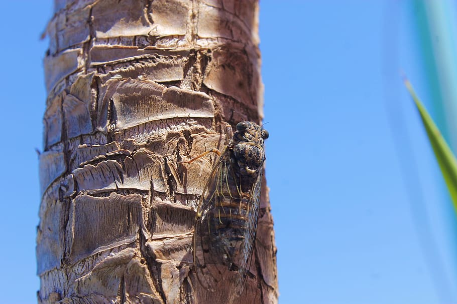 fly, grasshopper, insect, log, summer, mediterranean, little HD wallpaper