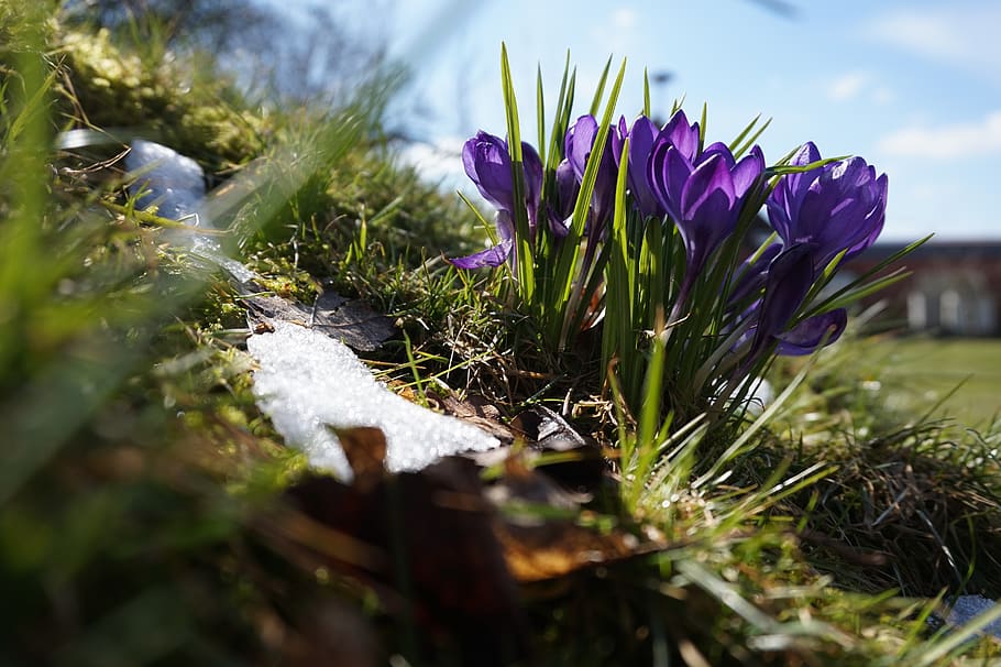 spring, snow, nature, mountains, plant, crocus, flower, flowering plant HD wallpaper