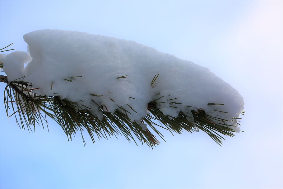snow, winter, pine branch, cold, nature, white, tree, plant HD wallpaper