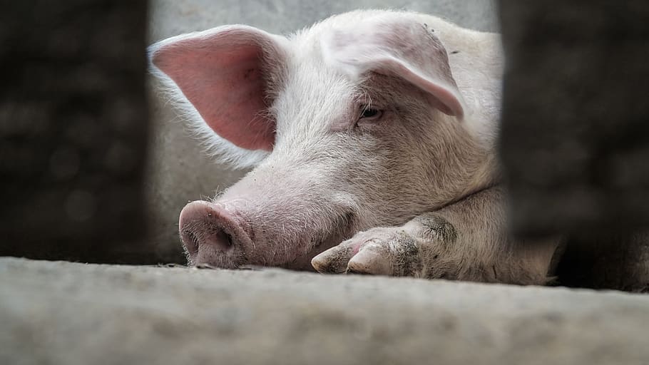 sleeping pig, mammal, animal, hog, farm, tanzania, boar, snout HD wallpaper
