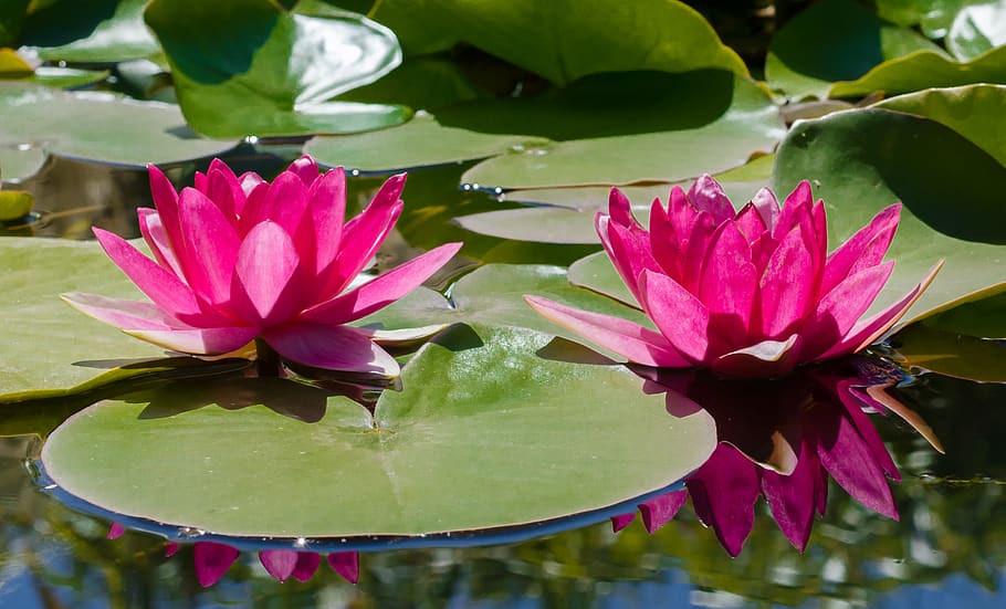 Pink Water Lily Flowers in Bloom, pond, flowering plant, lake HD wallpaper
