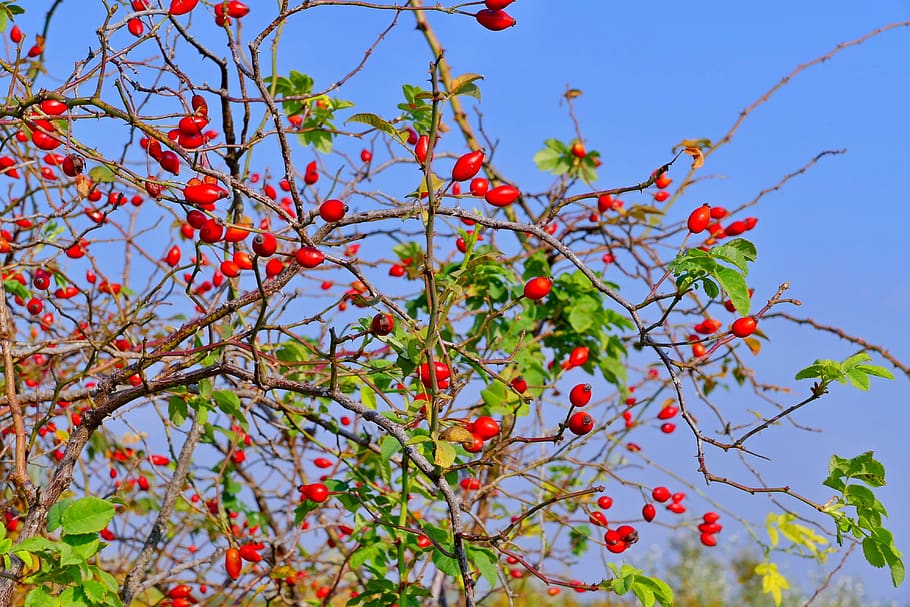 darts, ker, red, berry, crop, autumn, plant, healthy eating HD wallpaper