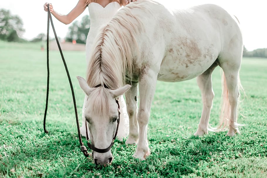 Woman Holding Horse Reigns, animal, bride, bright, cavalry, domestic HD wallpaper