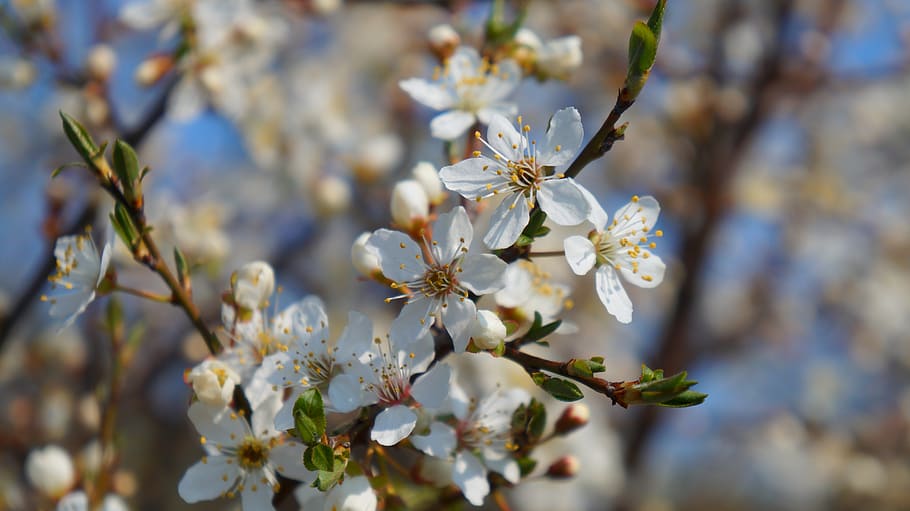 nature, plant, tree, sprig, fruit, flowering, garden, spring HD wallpaper