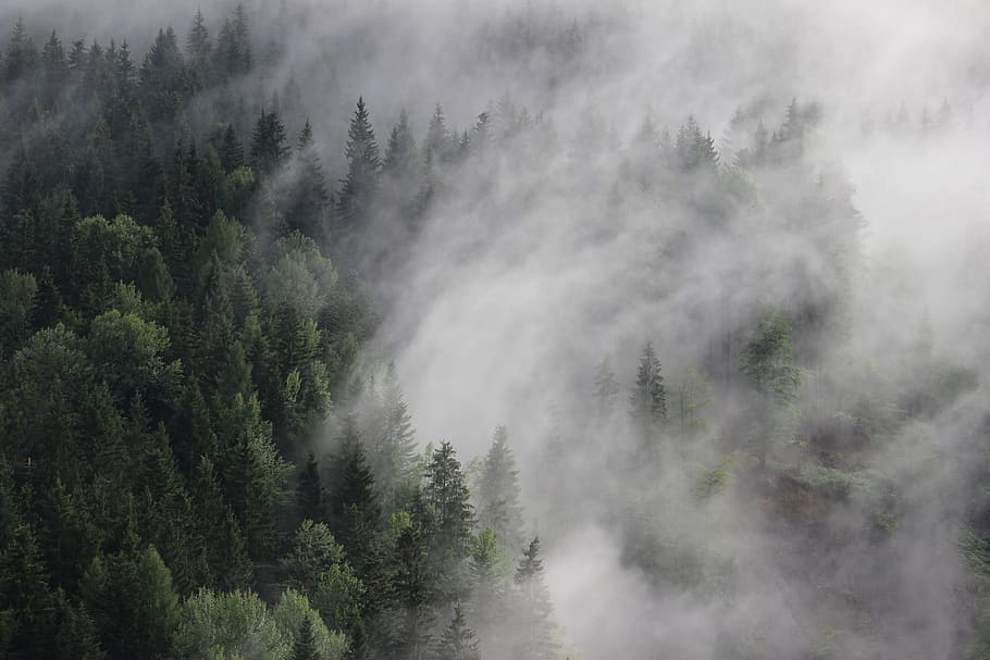 black, fog, forest, gray, green, pines, trees, white, plant, HD wallpaper