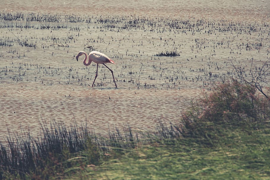 france, arles, parc naturel régional de camargue, flamingo, HD wallpaper