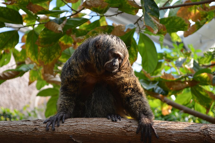 monkey, nature, funny, climb, jungle, zoo, tiergarten, creature HD wallpaper