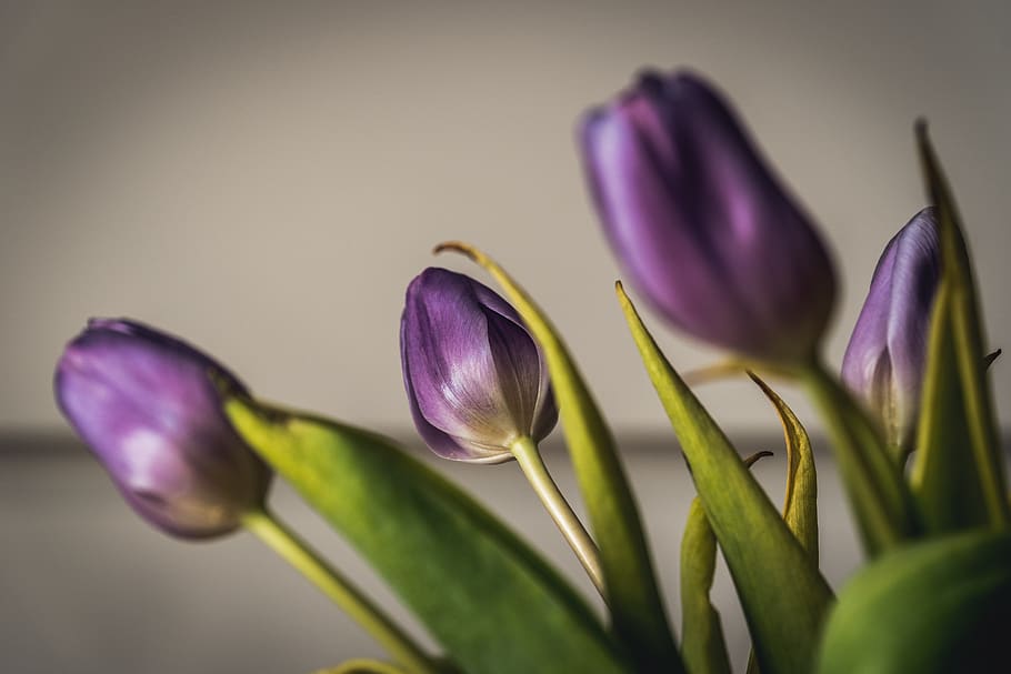 plant, flower, spring, flora, flowers, tulip, tulips, purple HD wallpaper