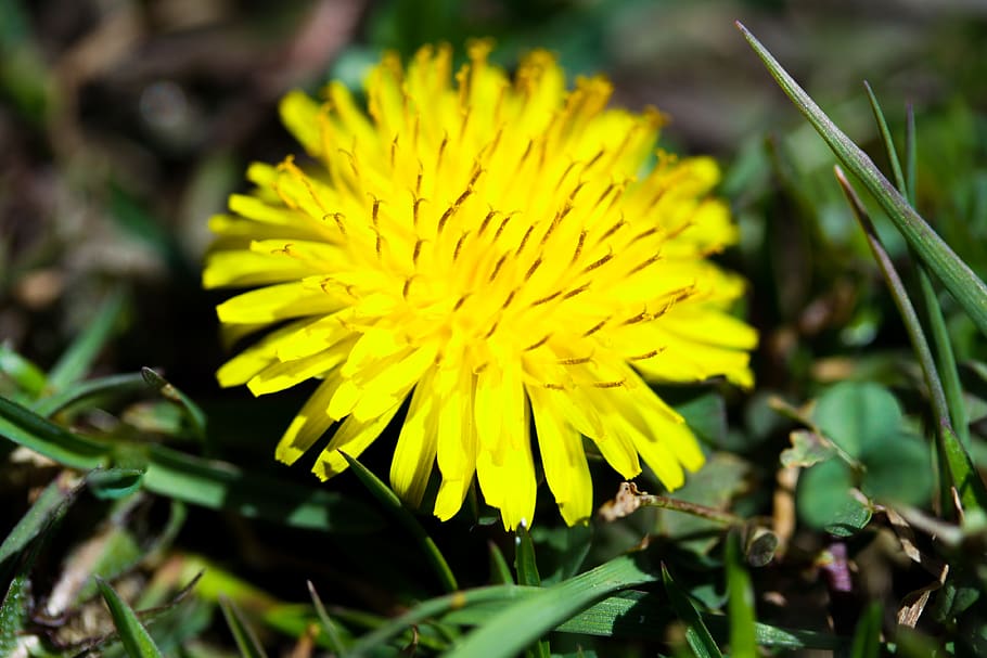 spring, flower, macro, closeup, dandelion, plant, flowering plant HD wallpaper