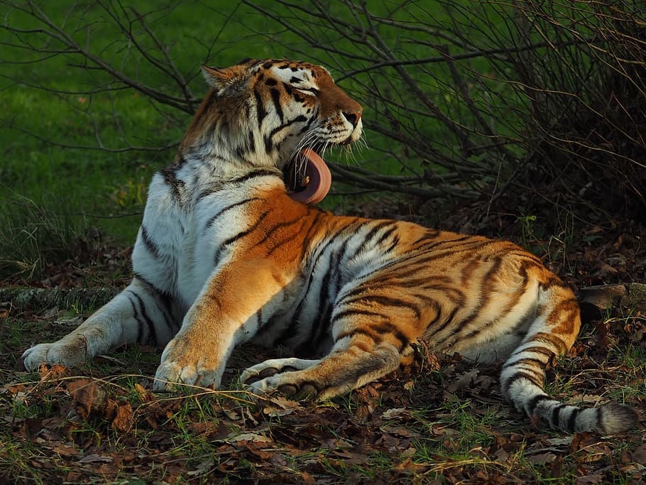 Bengal tiger, feline, cat, animal themes, animal wildlife, mammal HD wallpaper
