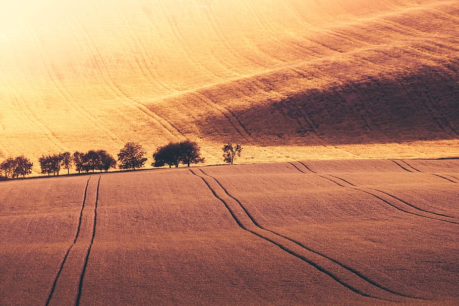 Endless Hills, cereal, corn, czechia, ears, europe, farmers, field HD wallpaper
