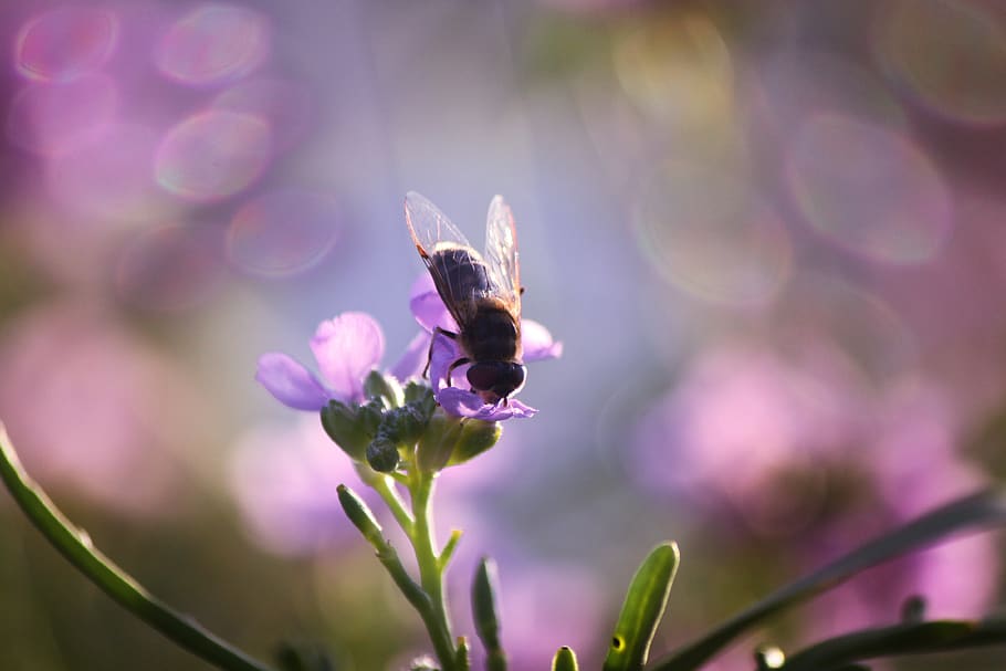 fly, summer, insect, nature, flower, plant, macro, flora, closeup HD wallpaper