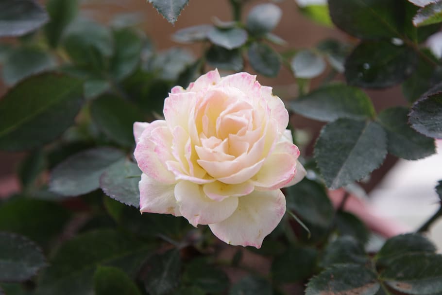 white, leaf, plant, tree, rose, flower, beauty in nature, flowering plant HD wallpaper