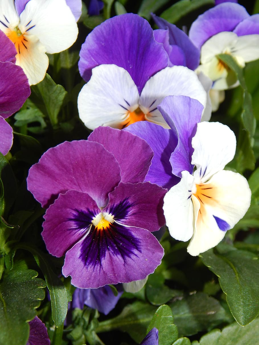 spring, pansy, flowers, flowering plant, petal, vulnerability HD wallpaper
