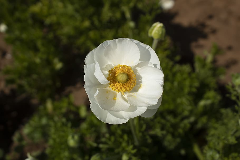 white, flower, flowers, spring, garden, nature, plant, close-up HD wallpaper