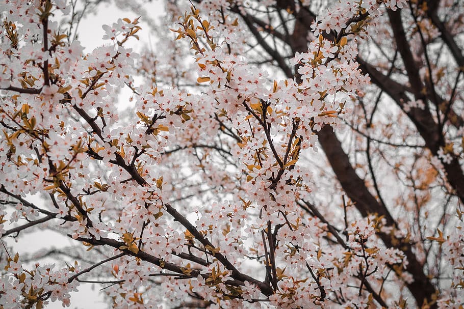 forest, field, trees, nature, mother nature, blossom, sunset HD wallpaper