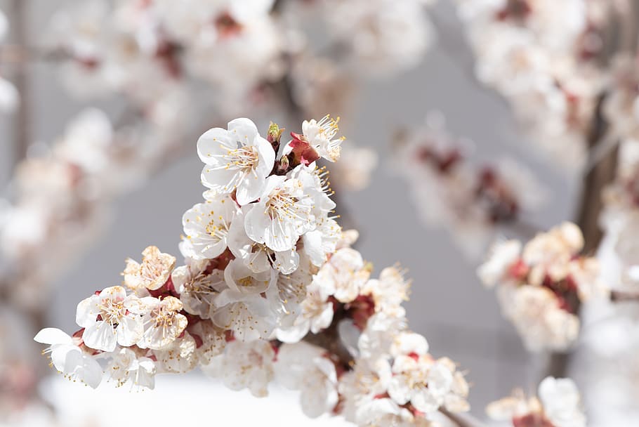 flowers, white, aesthetic, spring, nature, bloom, apricot tree HD wallpaper