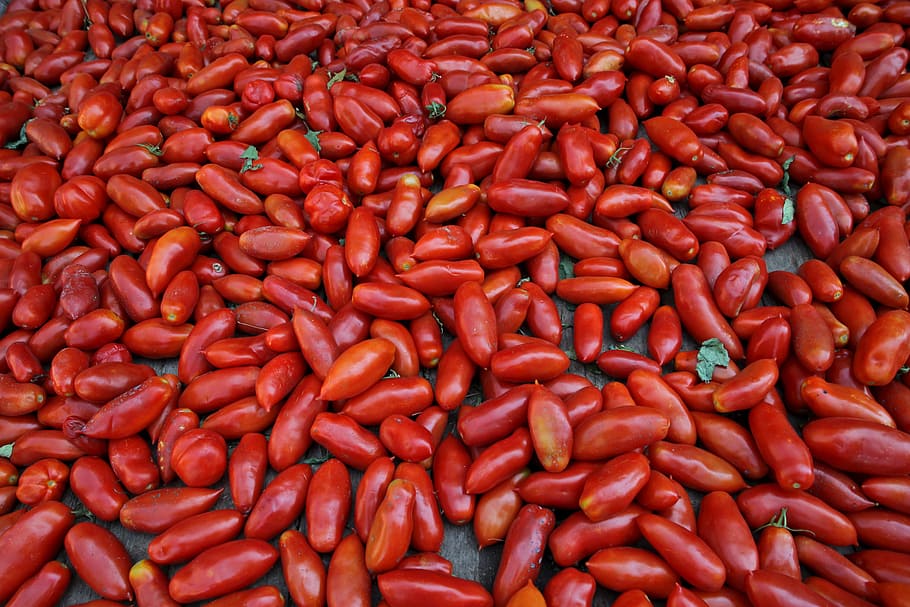 Long red freshly plucked tomatoes spread on the floor, crop, farm HD wallpaper