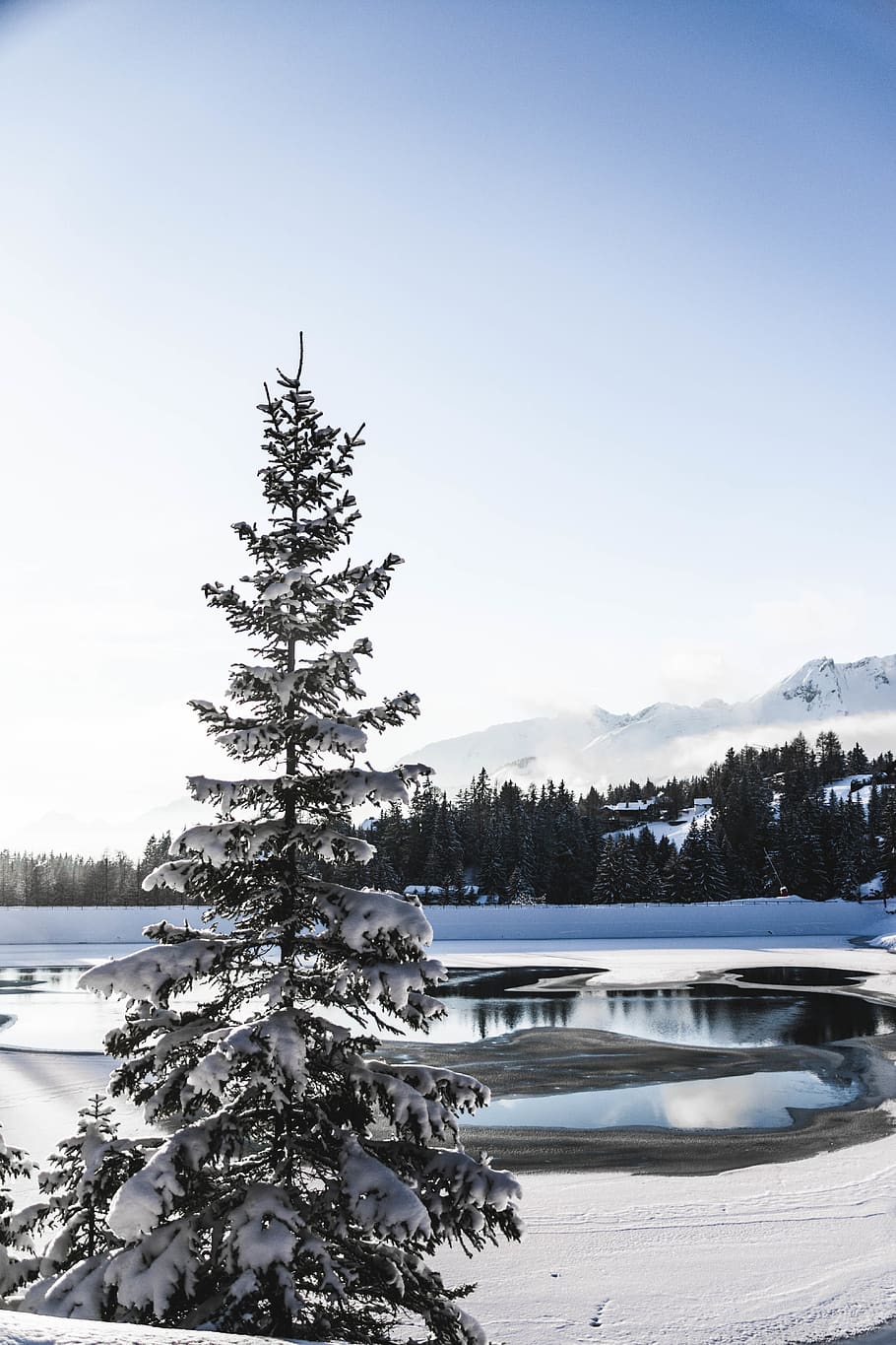 frosted green tree, plant, fir, abies, switzerland, pine, montana HD wallpaper