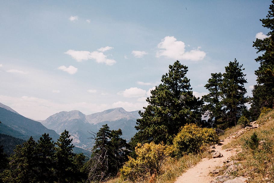 trees, forest, outdoors, hiking, adventure, scenic, nature HD wallpaper